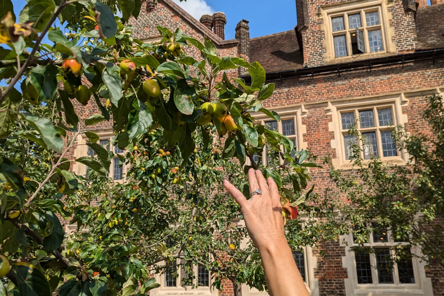 Apple Picking & Pressing Day at Eastbury Manor House